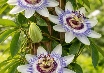 Passionflower: The Calming Climber That Helped Me Through Change
